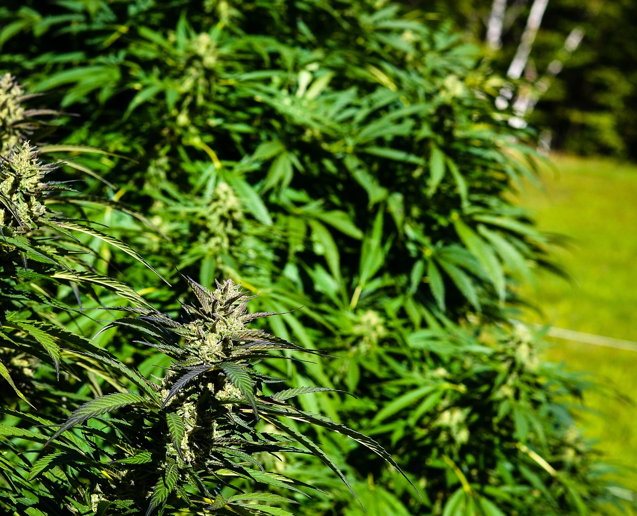 Grow Weed Outdoors